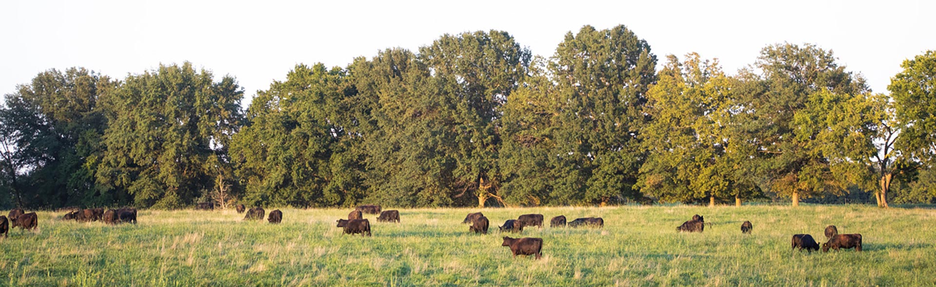 Cows in a field in summer