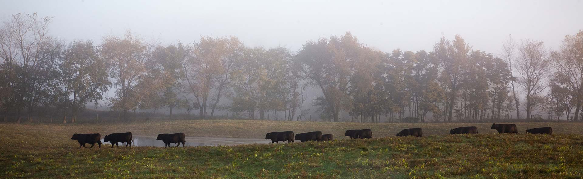 Cows walking in a line by a pond in the fall with fog