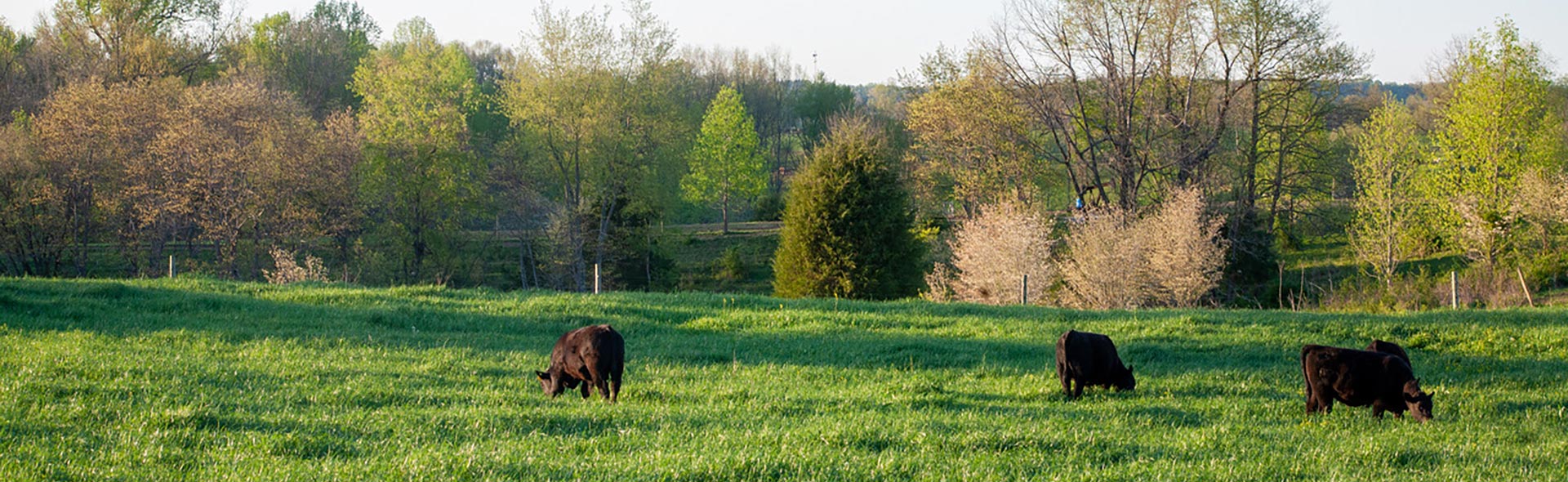 Cows in a field spring