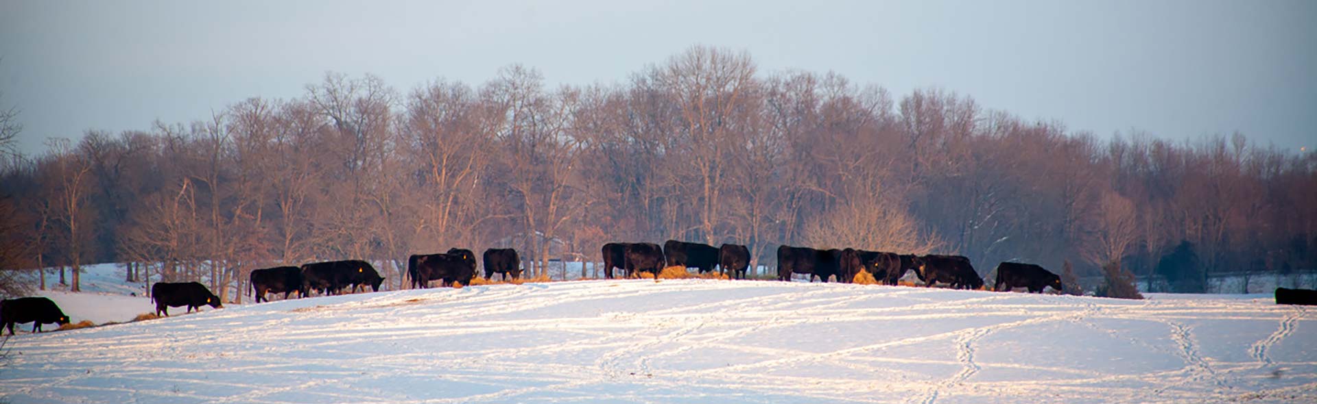 Cows in a field winter