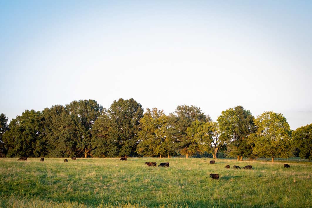 Fall Calving Cows and Bred Heifers